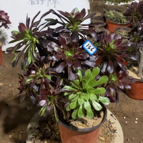 多肉砍过水墨丹青一物一拍