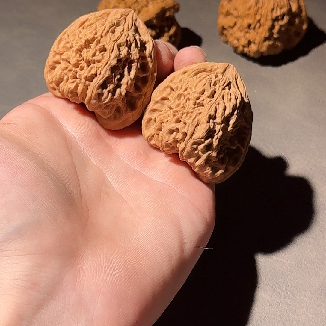 大叶紫檀（黑酸枝木类）