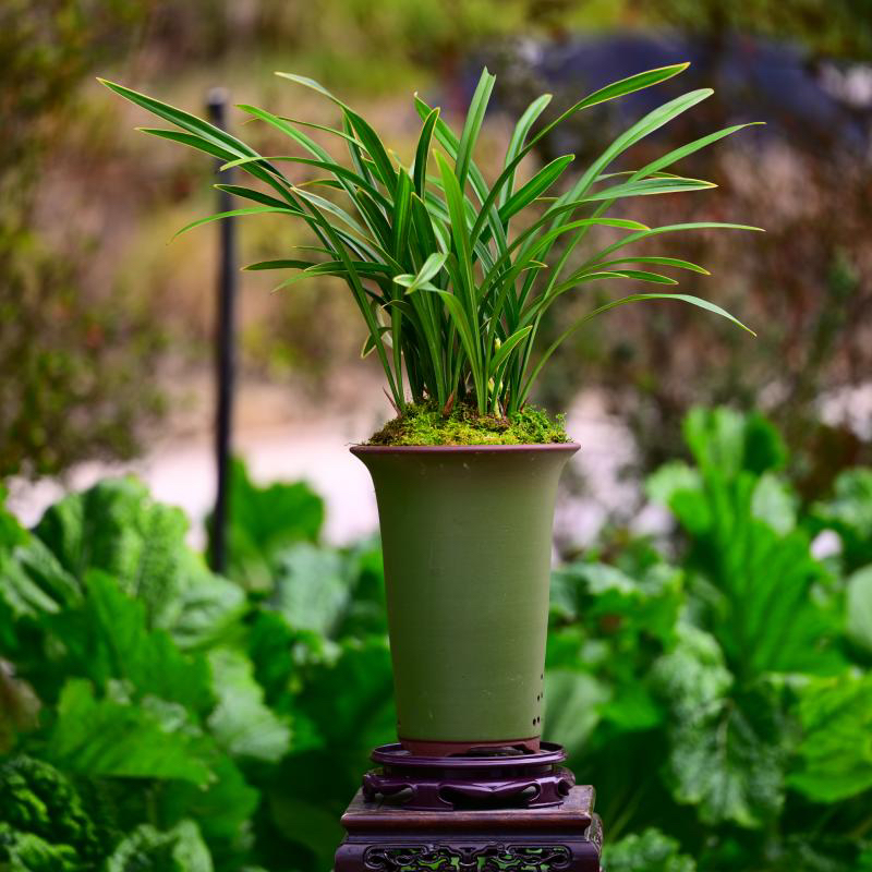 直播间精选建兰轻语浓香好养室内桌面花卉盆栽