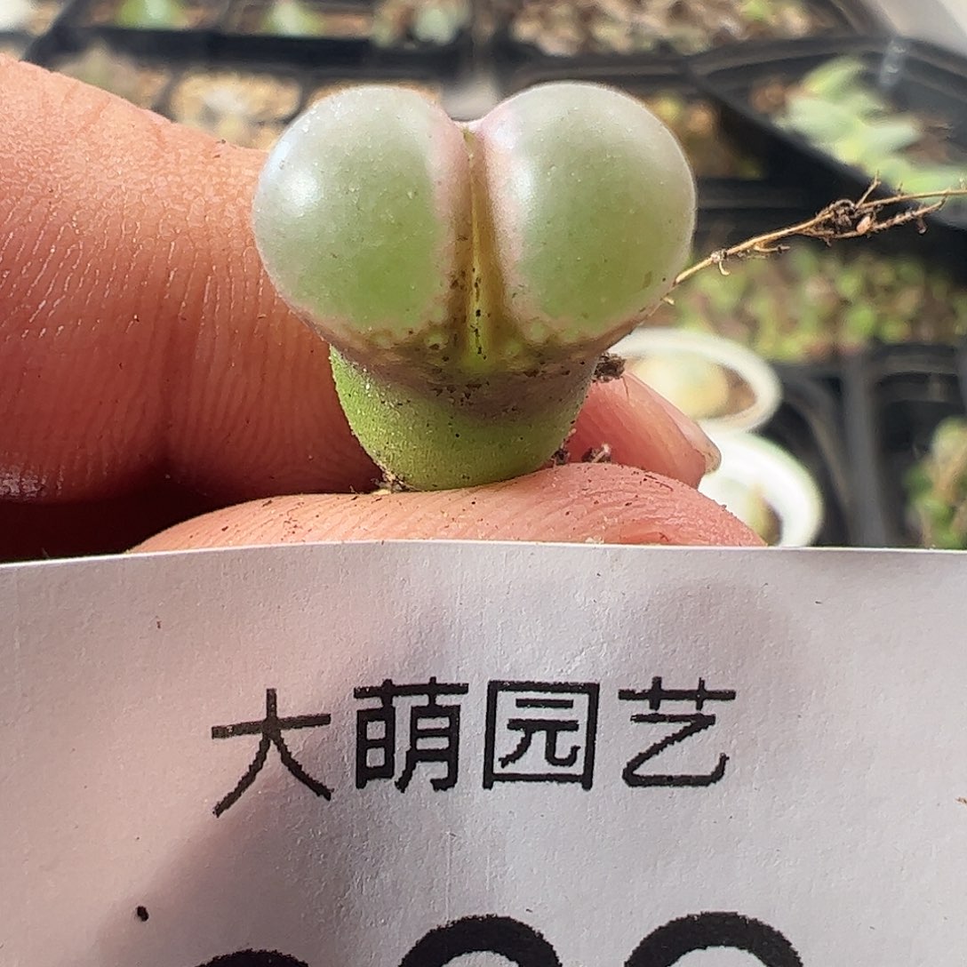 一物一拍。MG1802.1黑眼豆豆209