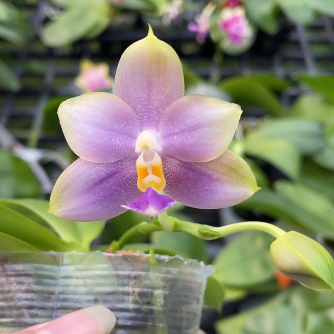 完全开放蓝月亮开花株