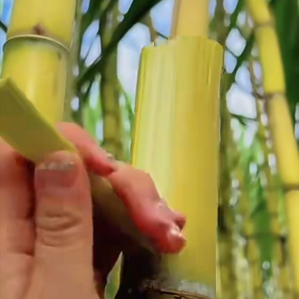 云南黄金大甘蔗22元一根