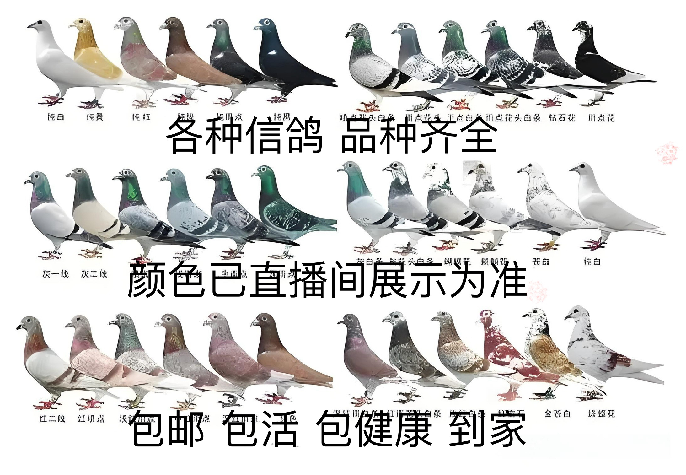 02鸽子公母原配信鸽公棚血统鸽下蛋种鸽成绩鸽
