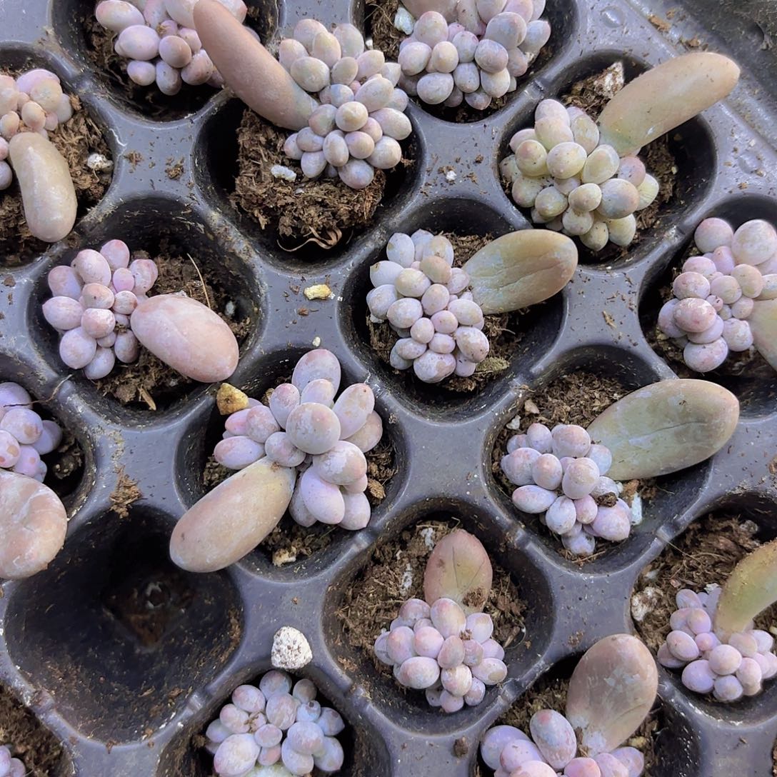 蛋黄奶群一颗量拍