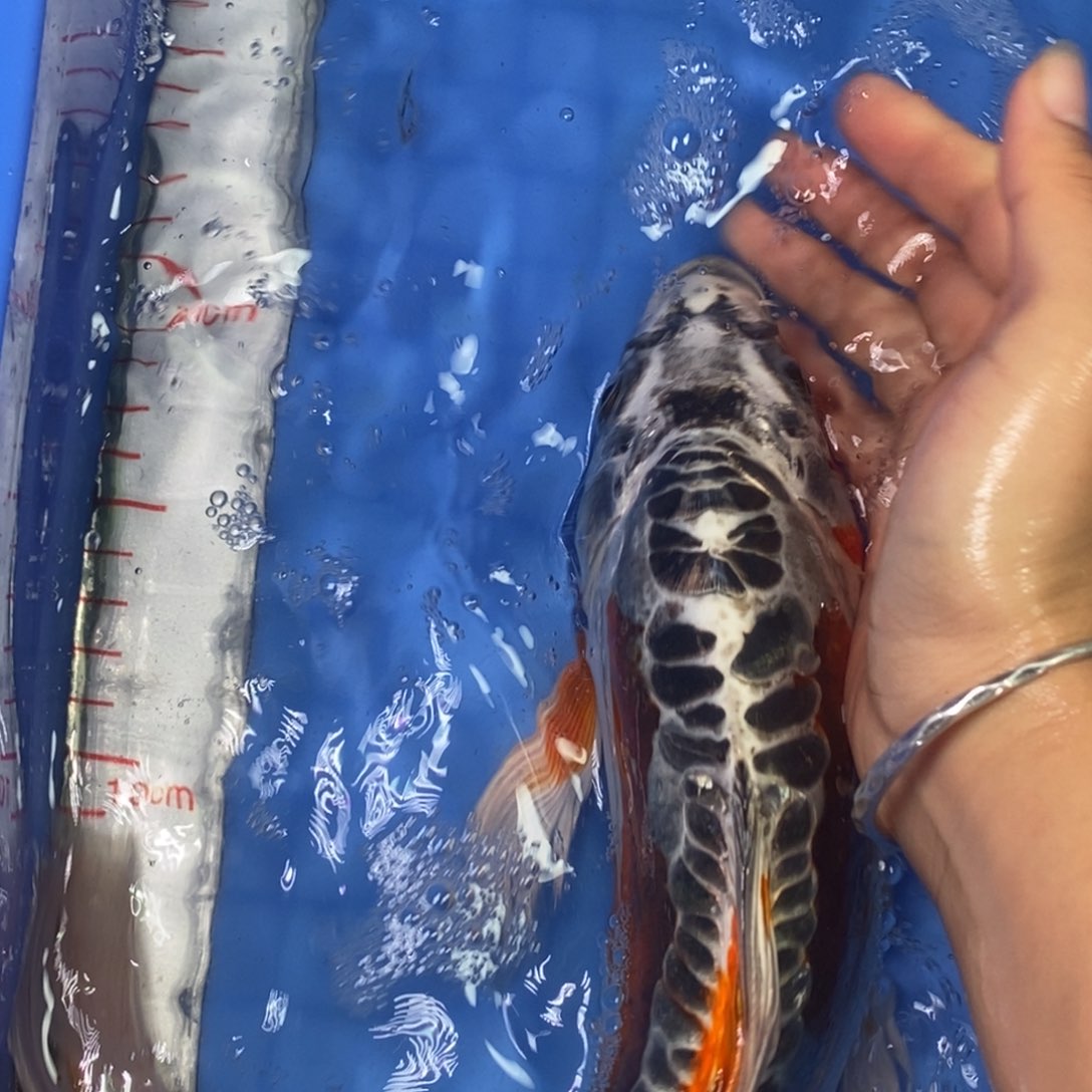 锦鲤冷水锦鲤包邮