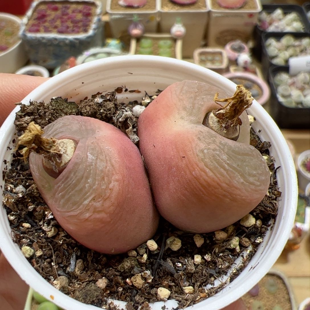 【闪购商品】165 双头 多肉