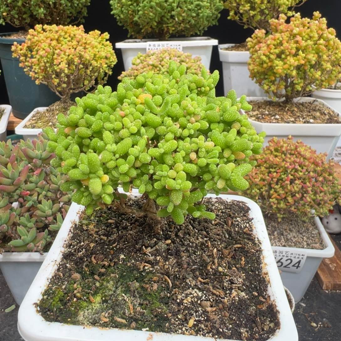 D7628蜜桔糖球一物一拍