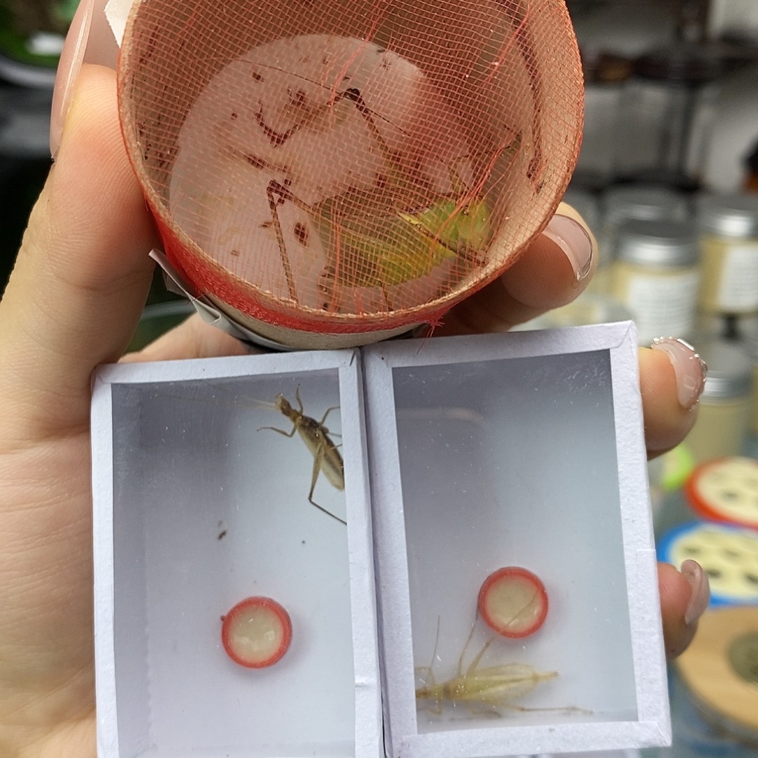 蟋蟀一只咂嘴 两只竹蛉