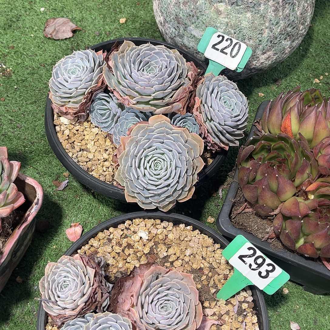 韩***学天赐多肉植物保护220
