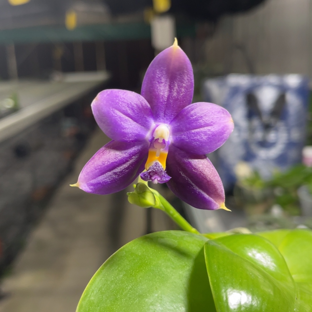 完全开放鱼鱼交蓝鸟，2.5杯开花株，根不多