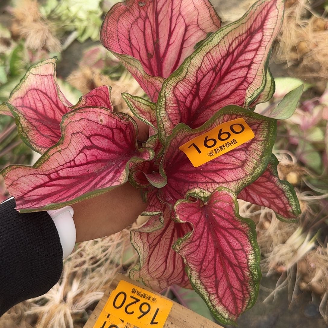 完全开放1660甜心裸球不售后