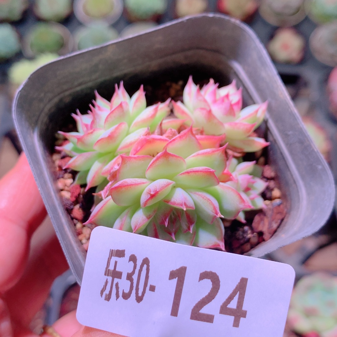 乐然30-124 女王玫瑰 