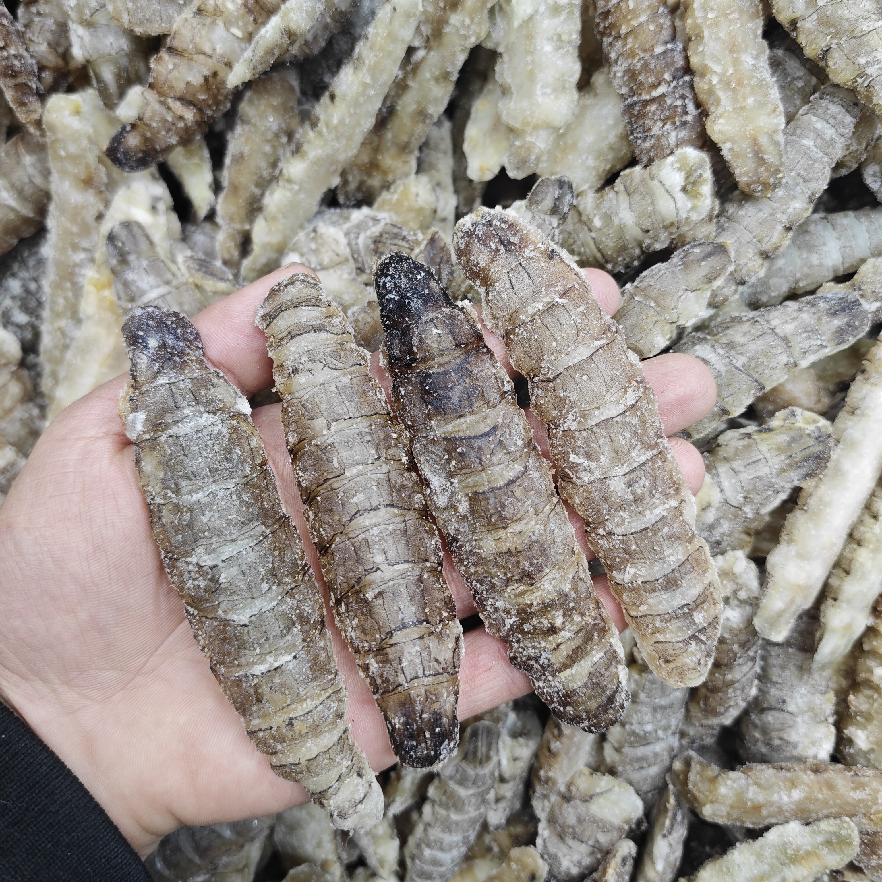 《皮皮虾肉》无冰 无碱 炒菜吃 锅贴 做馅 海味足4斤装 天津发货