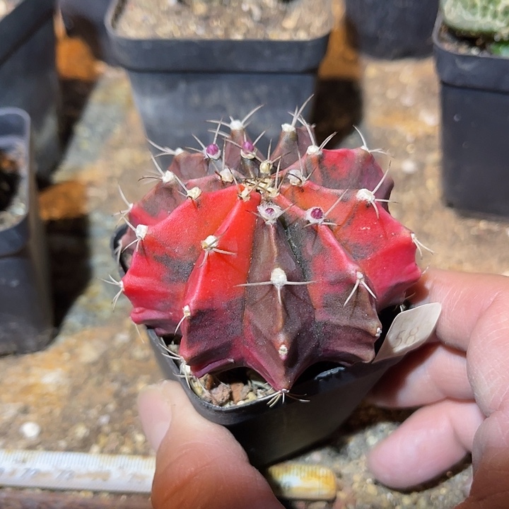 满38包邮2天凑单，脱土晾根发货多肉植物