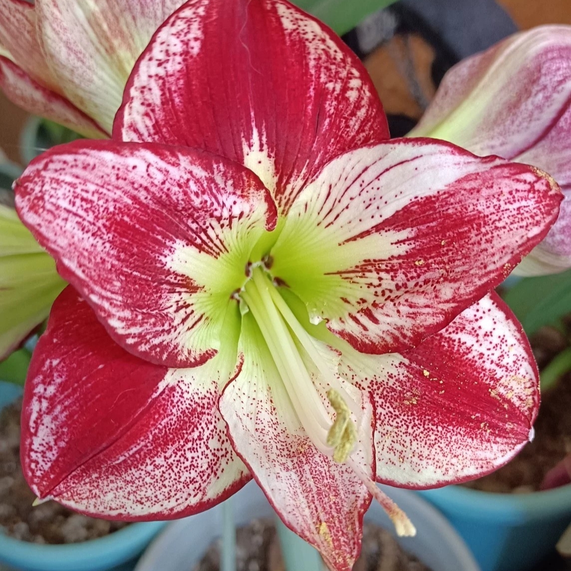 荷兰朱顶红弗拉门戈舞后 