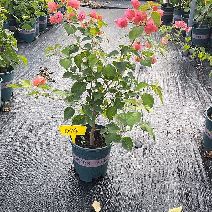 快***猪当前无花栽培后可以开花044暗斑夕阳红原生扦插有旧伤破皮