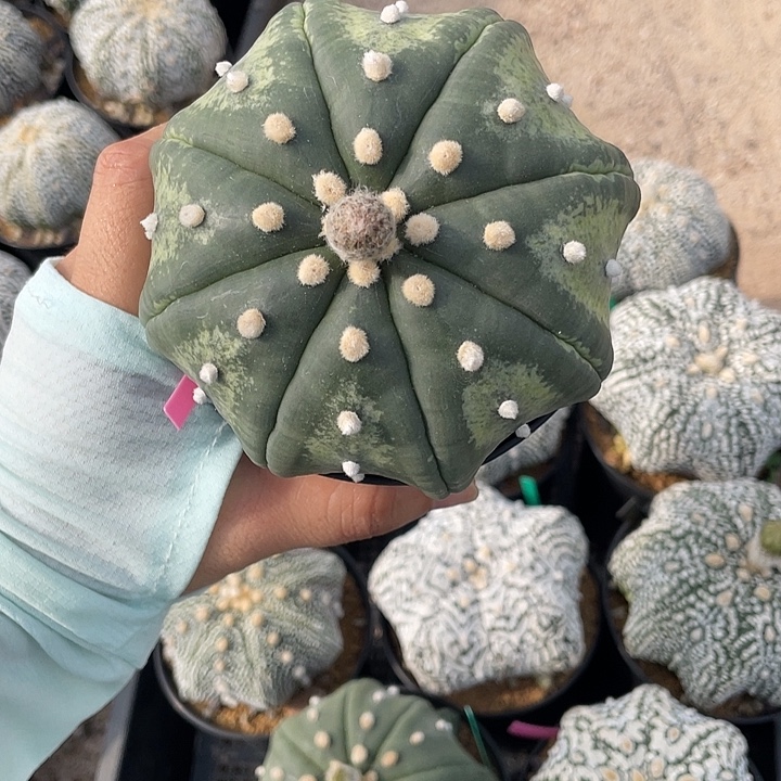 琉璃海星特殊基因福利