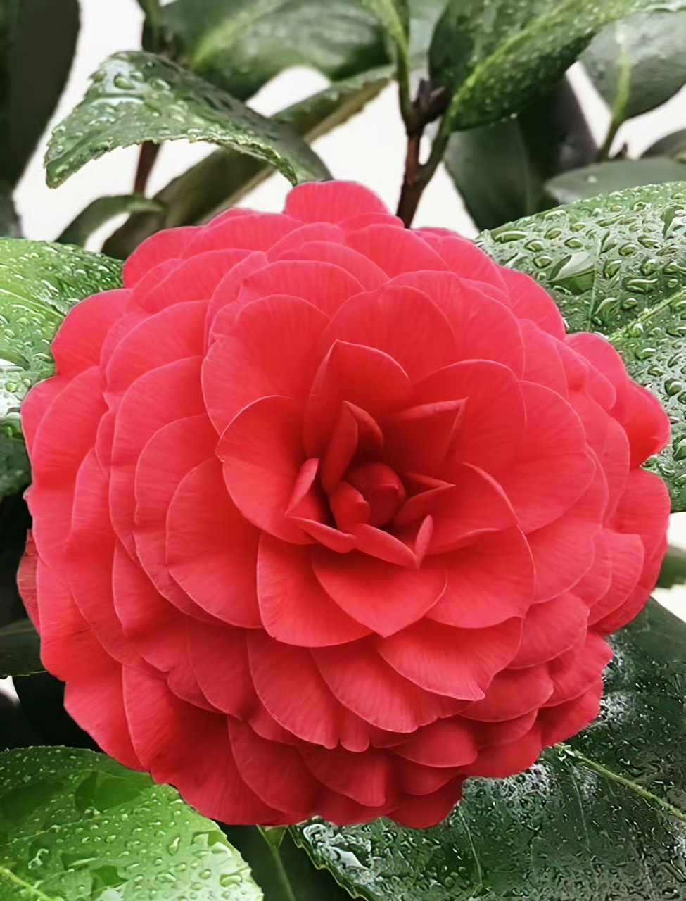 青叶贝拉大玫瑰纯色复色山茶花大花型阳台庭院花卉绿植