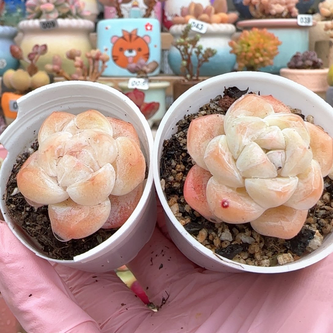 福利 冰玉 一物一拍