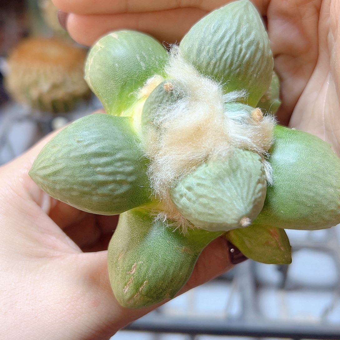 11号泰系实生蛋怒9.1公分大萝卜根小瑕疵