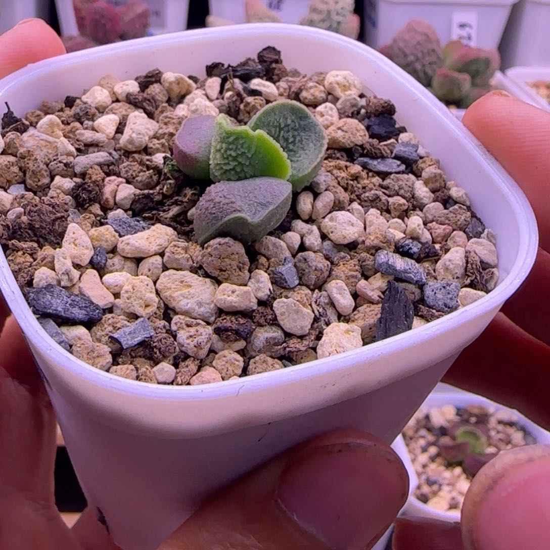 优选实生新品，一物一拍