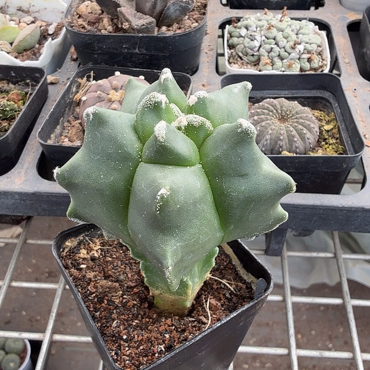 实生角尤单头5仙人球