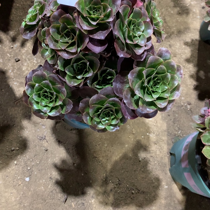 283玫瑰多肉植物特价