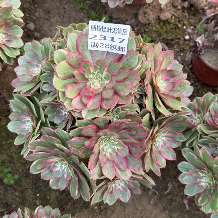 2317三号棚莲花座A