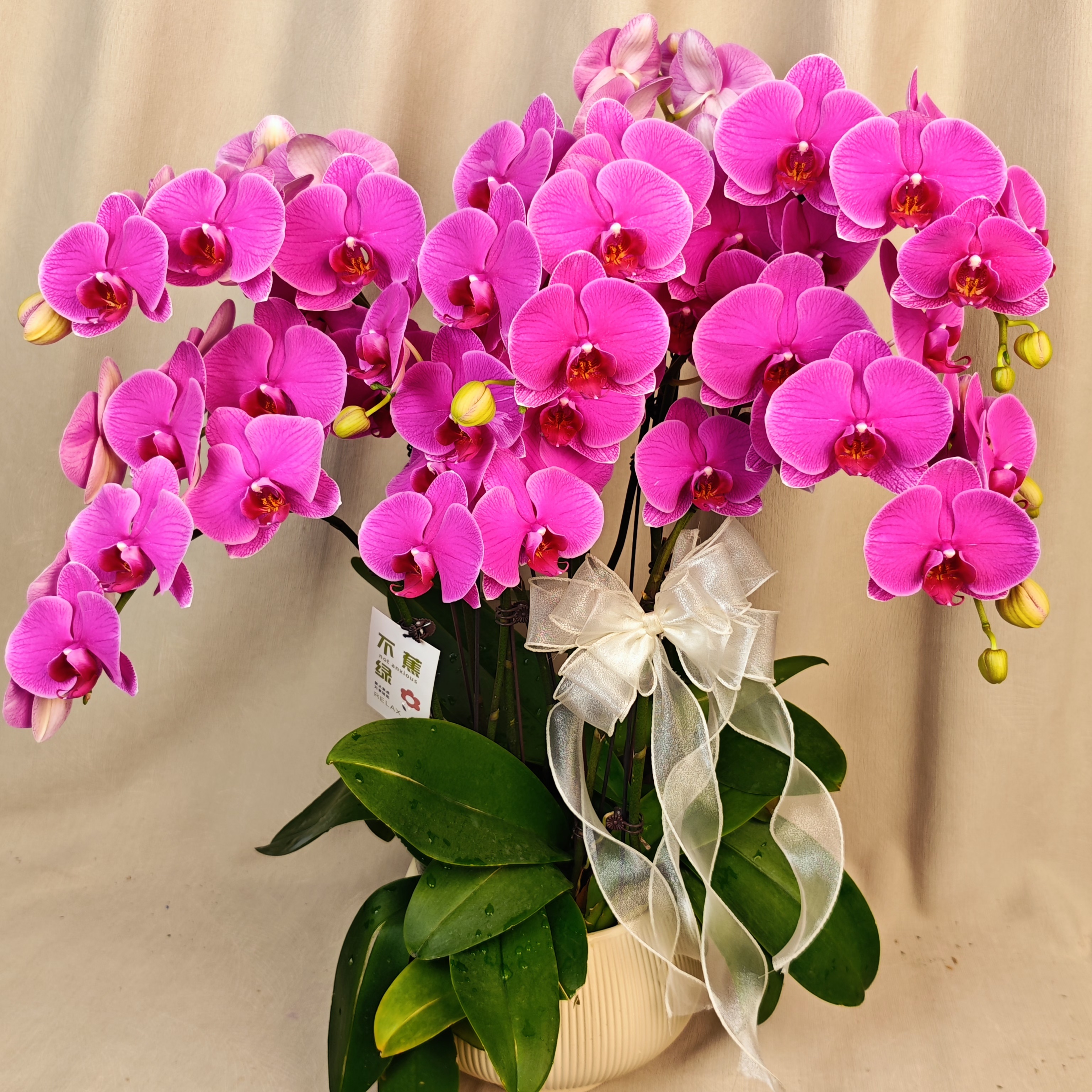 【恭喜发财】经典年宵蝴蝶兰 紫红色系 乔迁新婚送礼 室内花卉