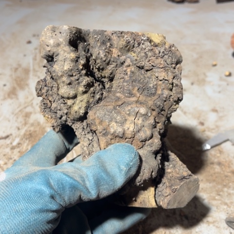 流***鱼大果紫檀（缅甸花梨）