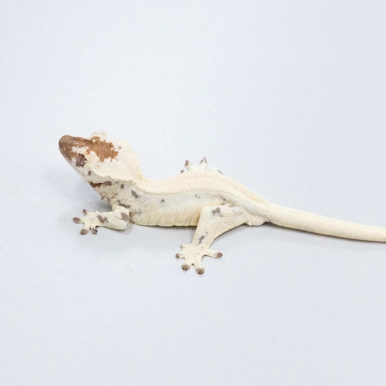 睫角守宫（选育/高品质）活体新手入门网红爬宠温顺易上手桌面萌宠