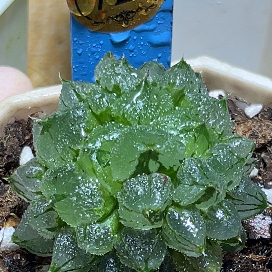 恭喜发财大吉大利726冰墩墩