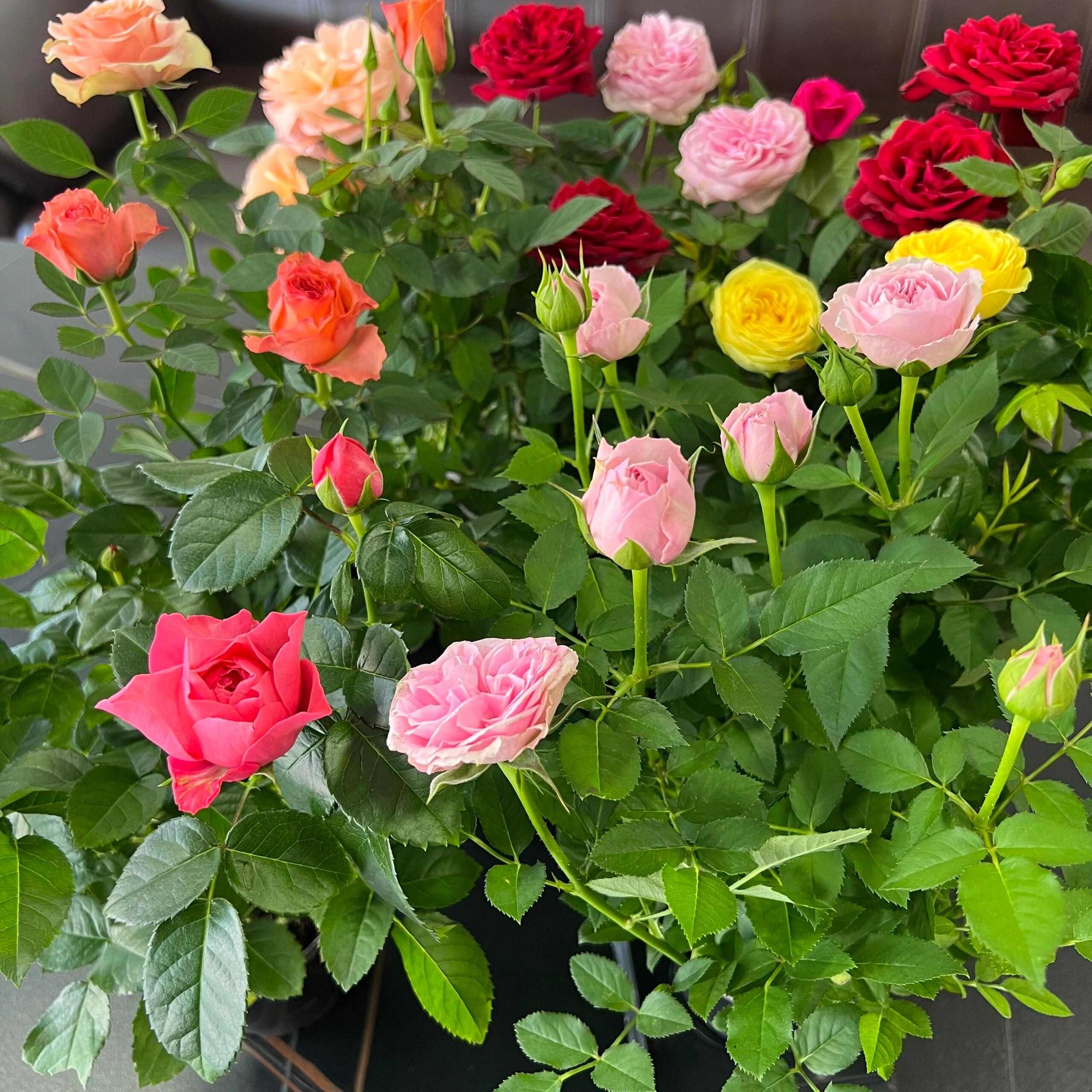 （混色月季）盆栽地载室内室外都可以养，云南基地直发