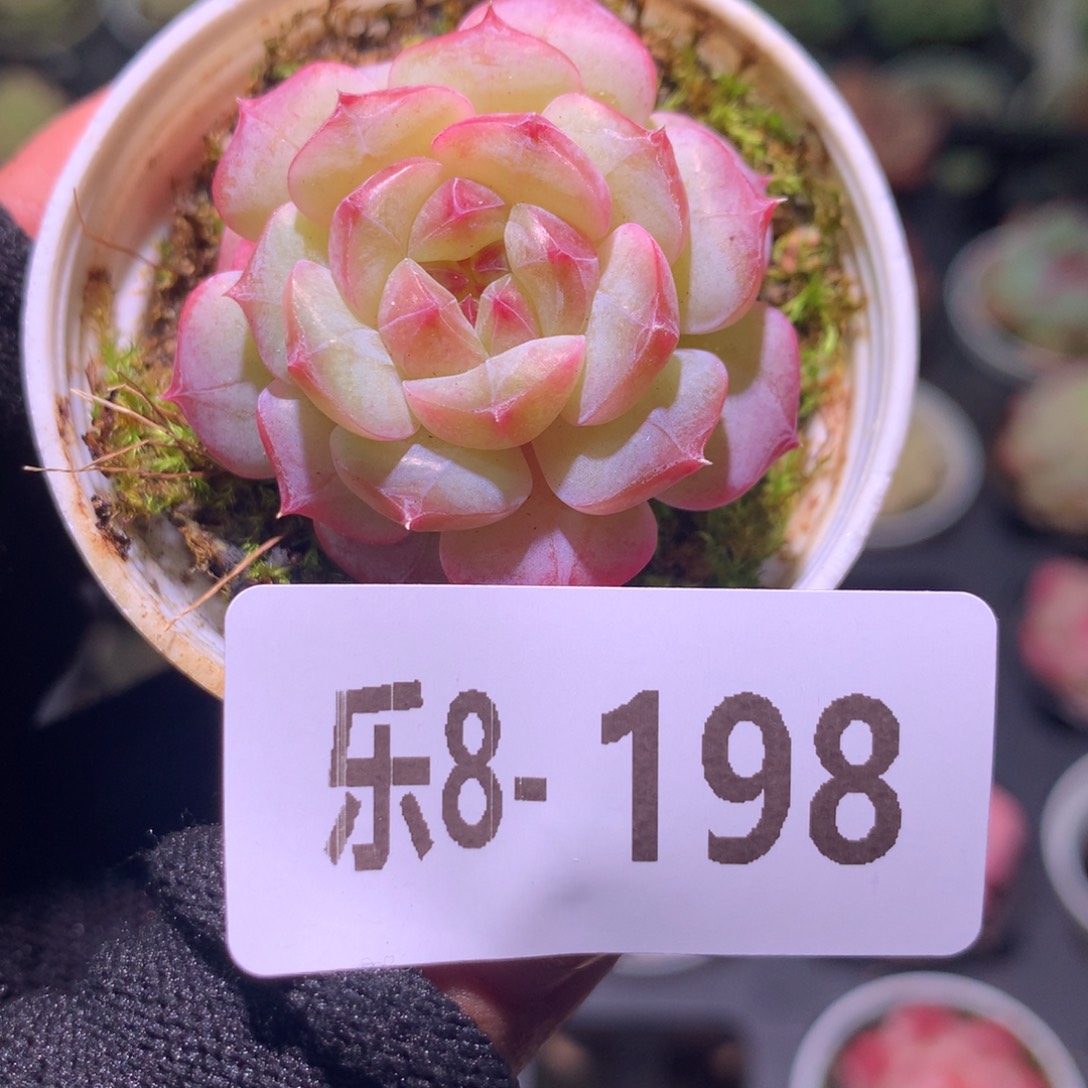 乐然 8-198 柔情单头 