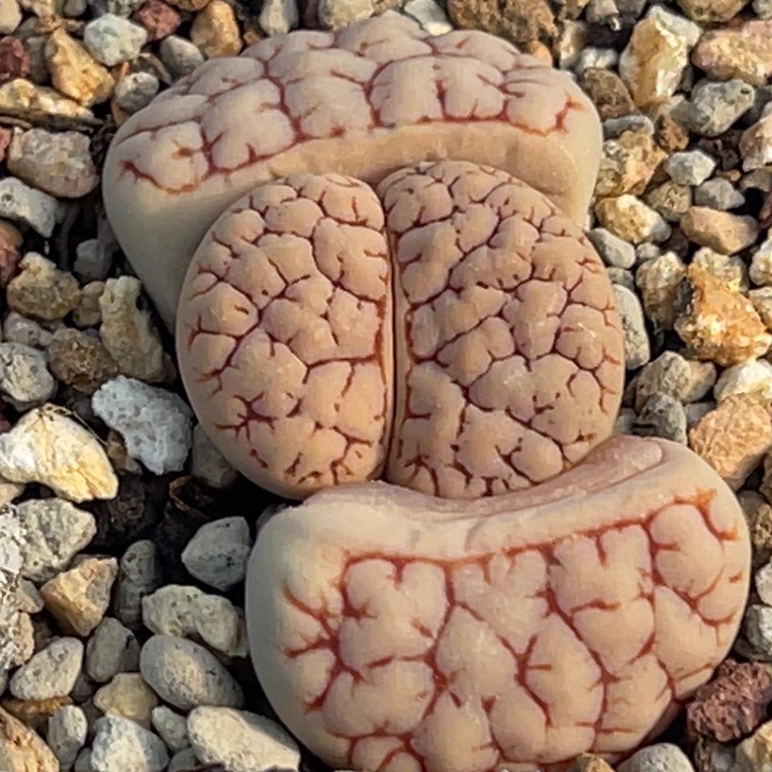 8841红纹189一颗。