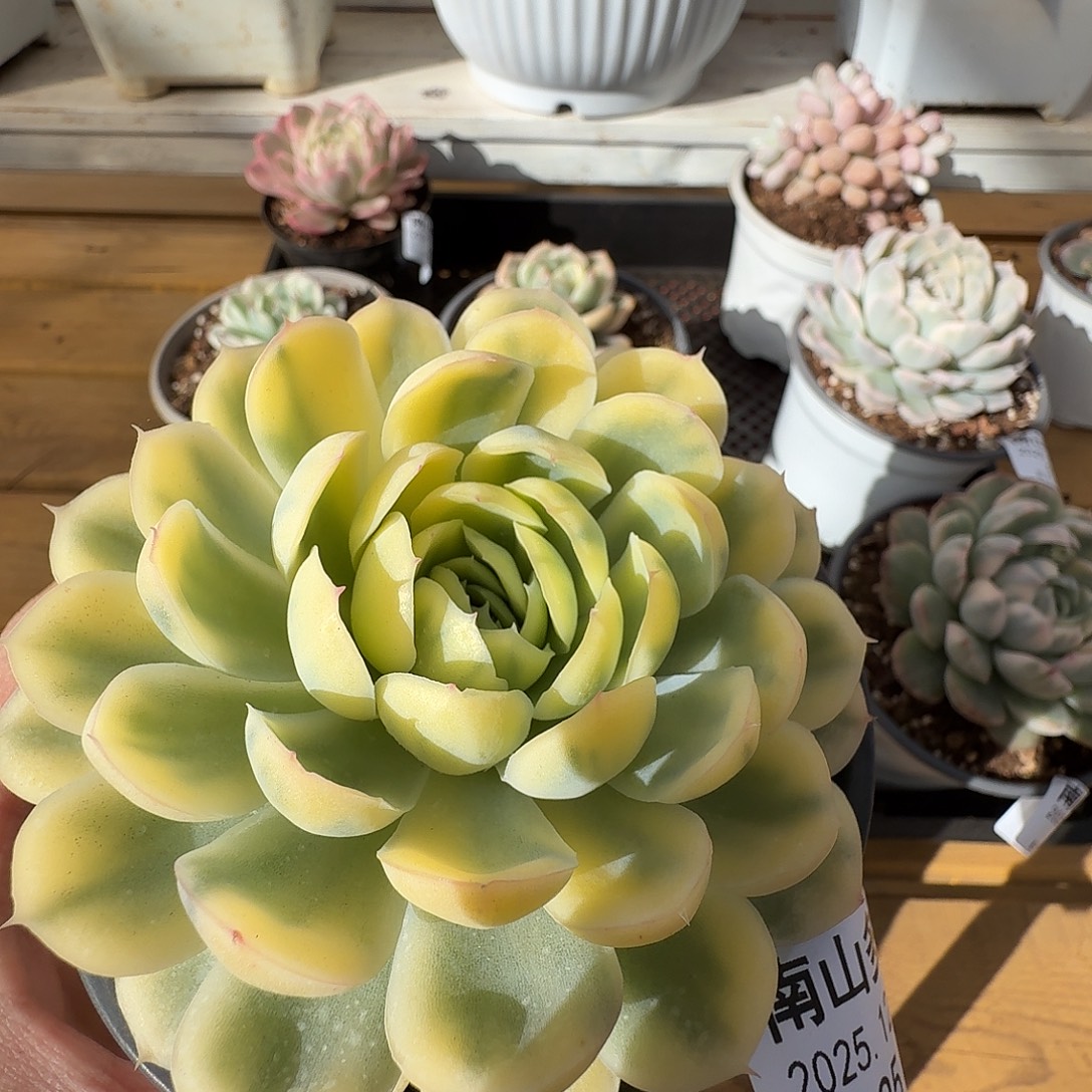 草莓冰111111228-95