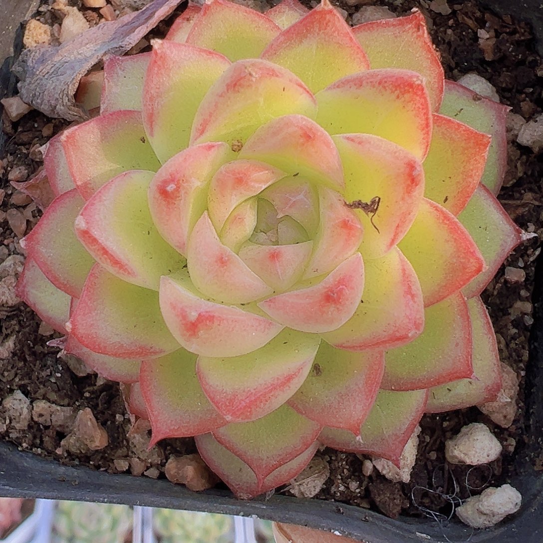 边线麦秆单头19包邮