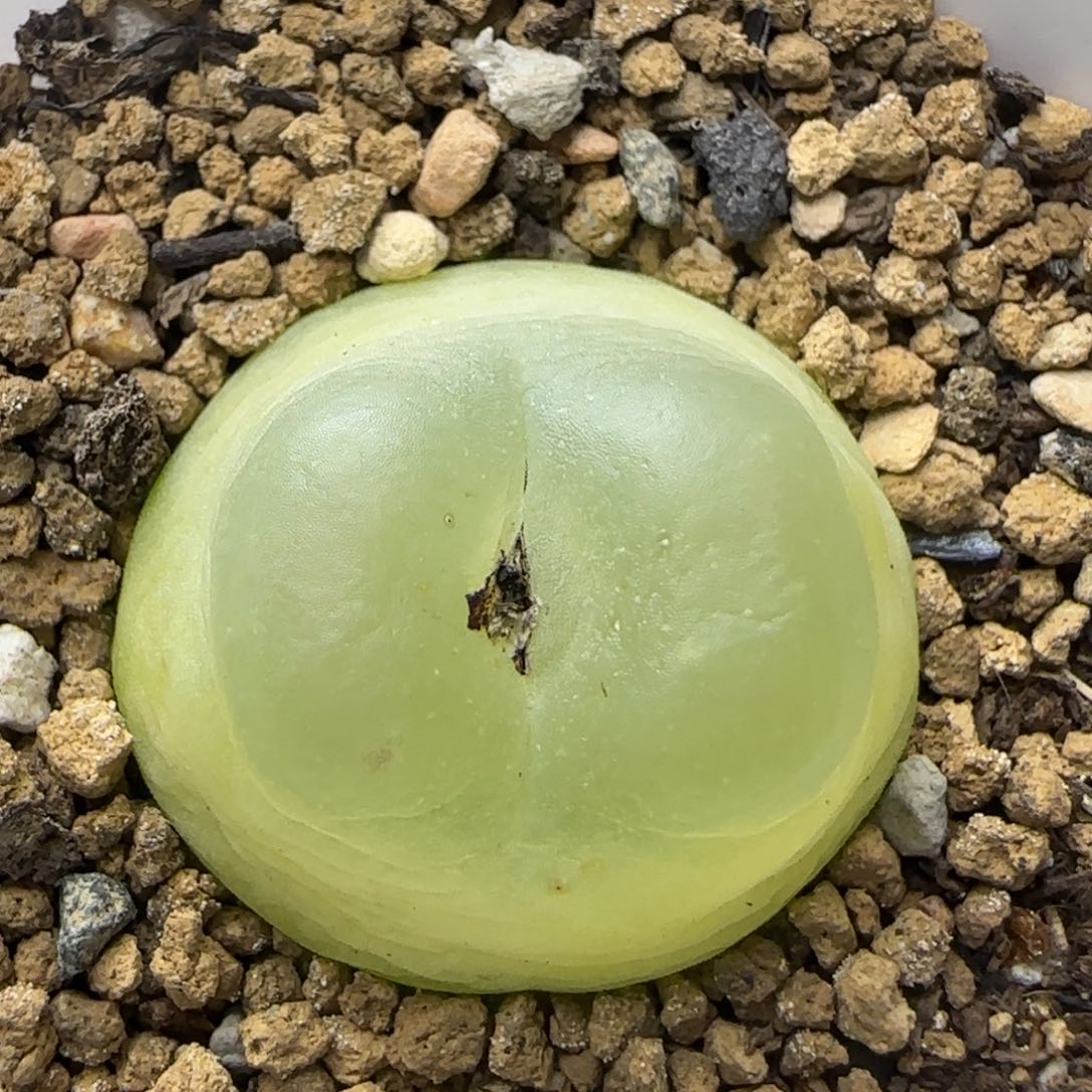 白玉拉登2.5+多肉植物209