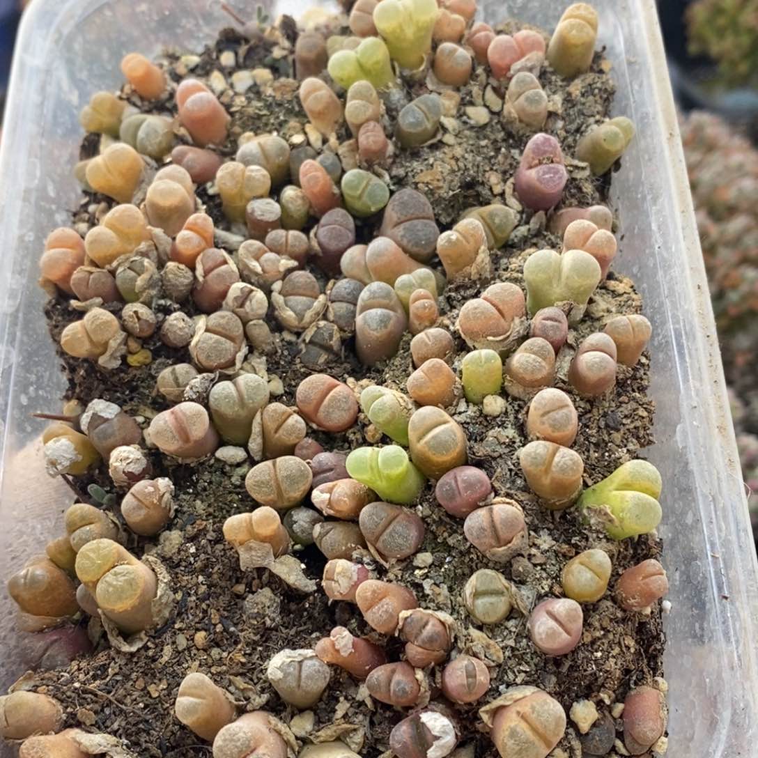 风铃切糕4486肉肉