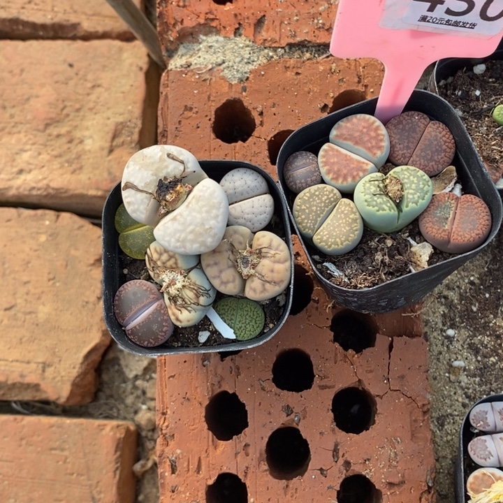 心***静生石花等植物的生长430