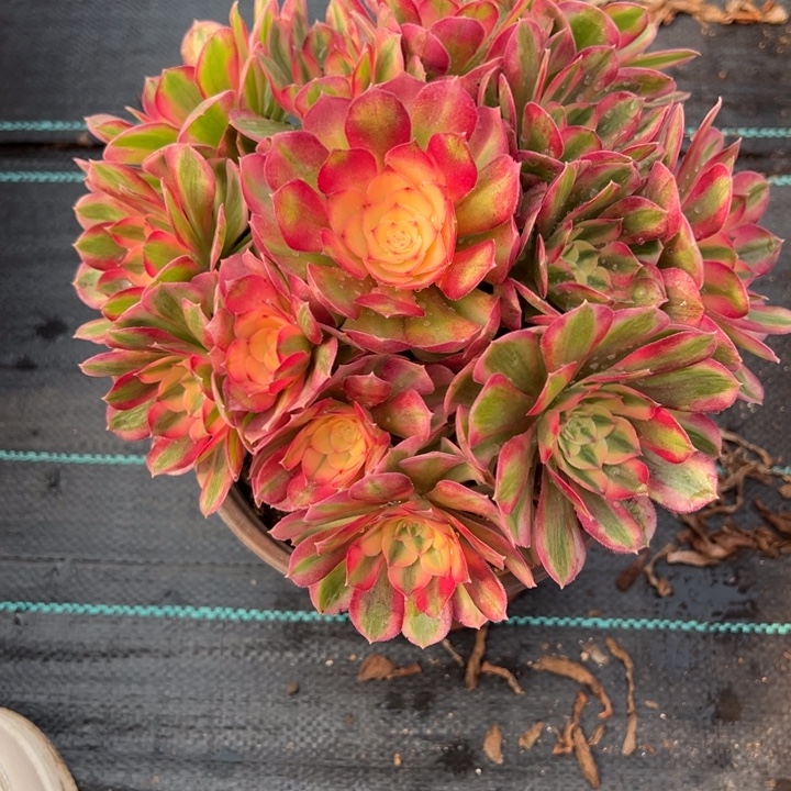 倾城多肉植物花花