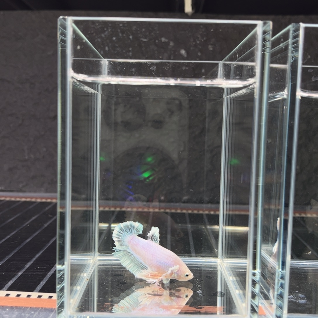 海水鱼甜柚56号南通天使将军