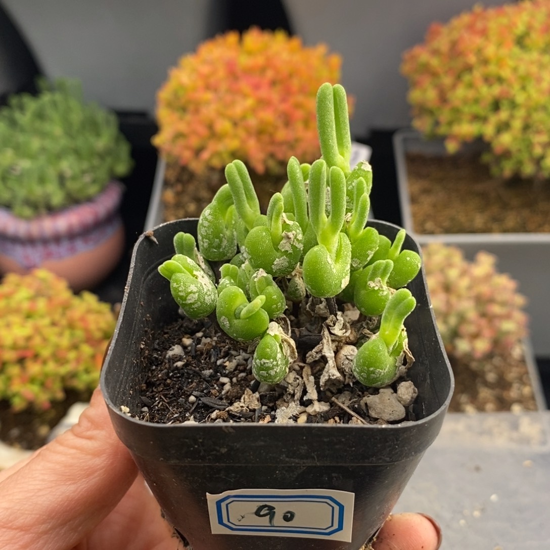 完全开放90号小兔子（6cm）