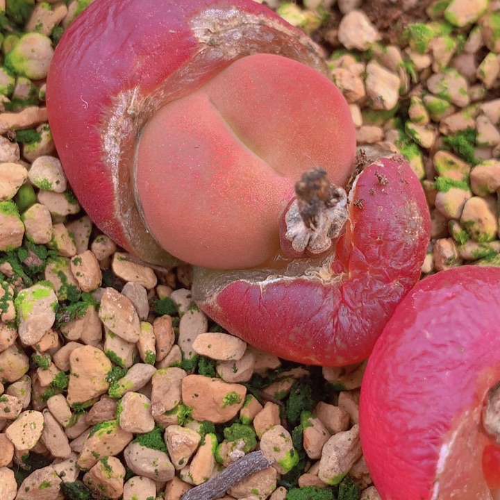 14555555555555555556886565