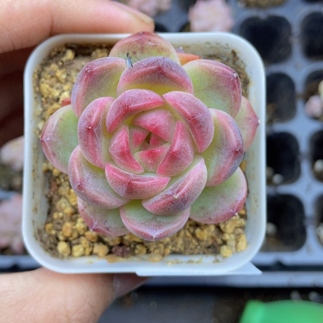 春泥家框拍链接H29