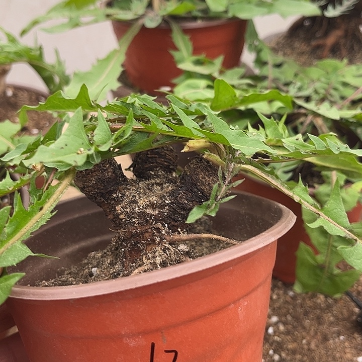 ～***-当前无花栽培后可以开花零下十度不要拍千层黄蒲公英12号