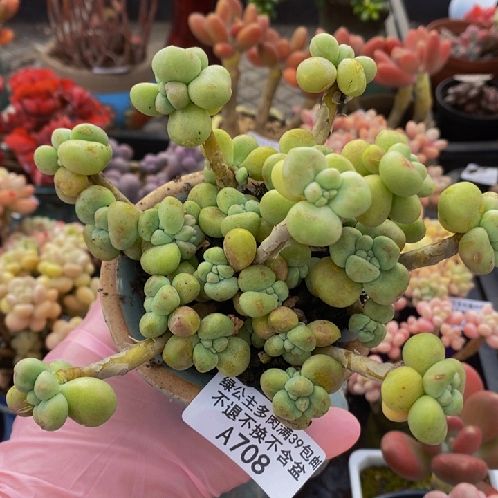 奶糕有砍9vm708多肉植物