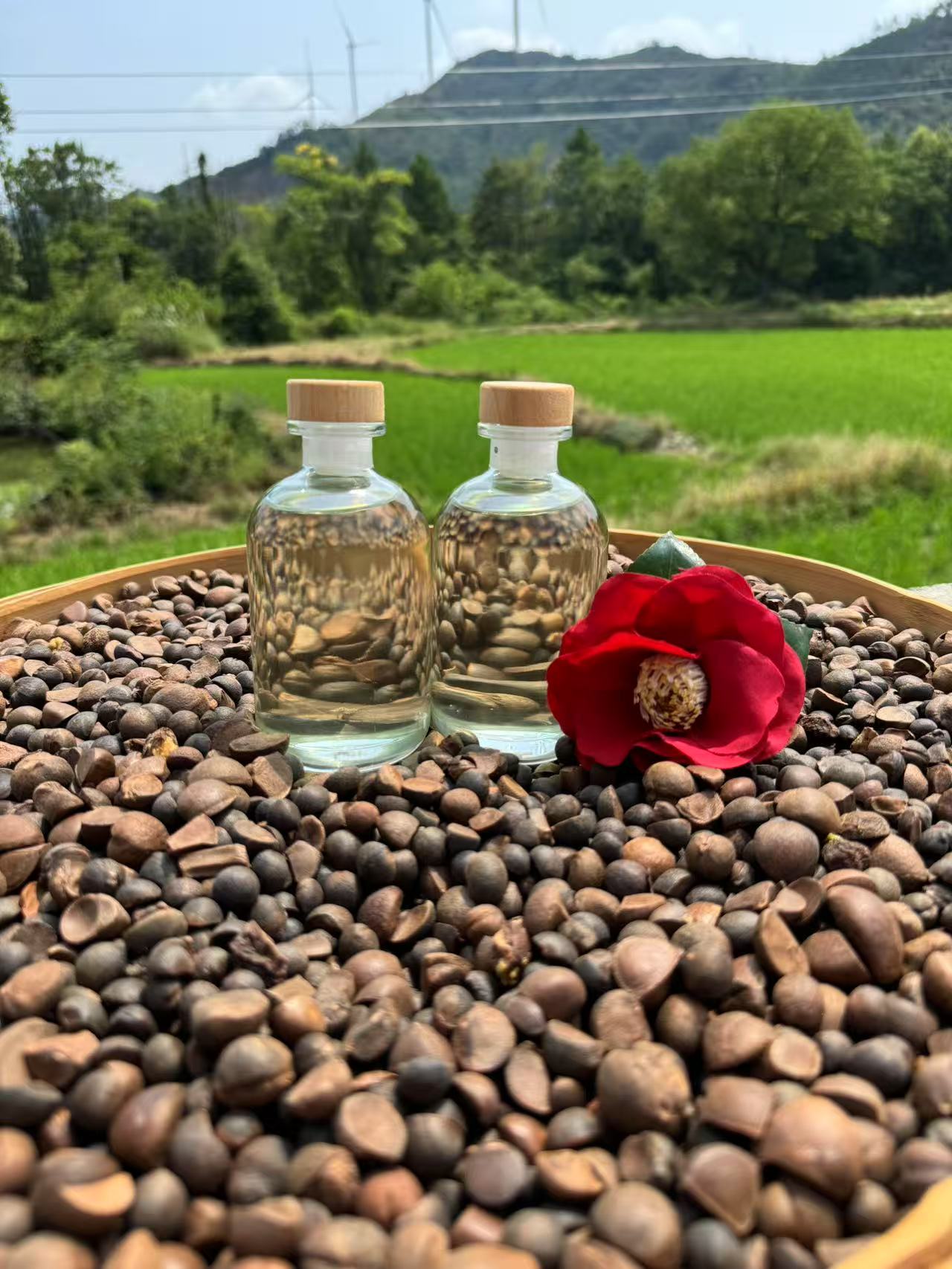 江西高山物理压榨红花老茶油