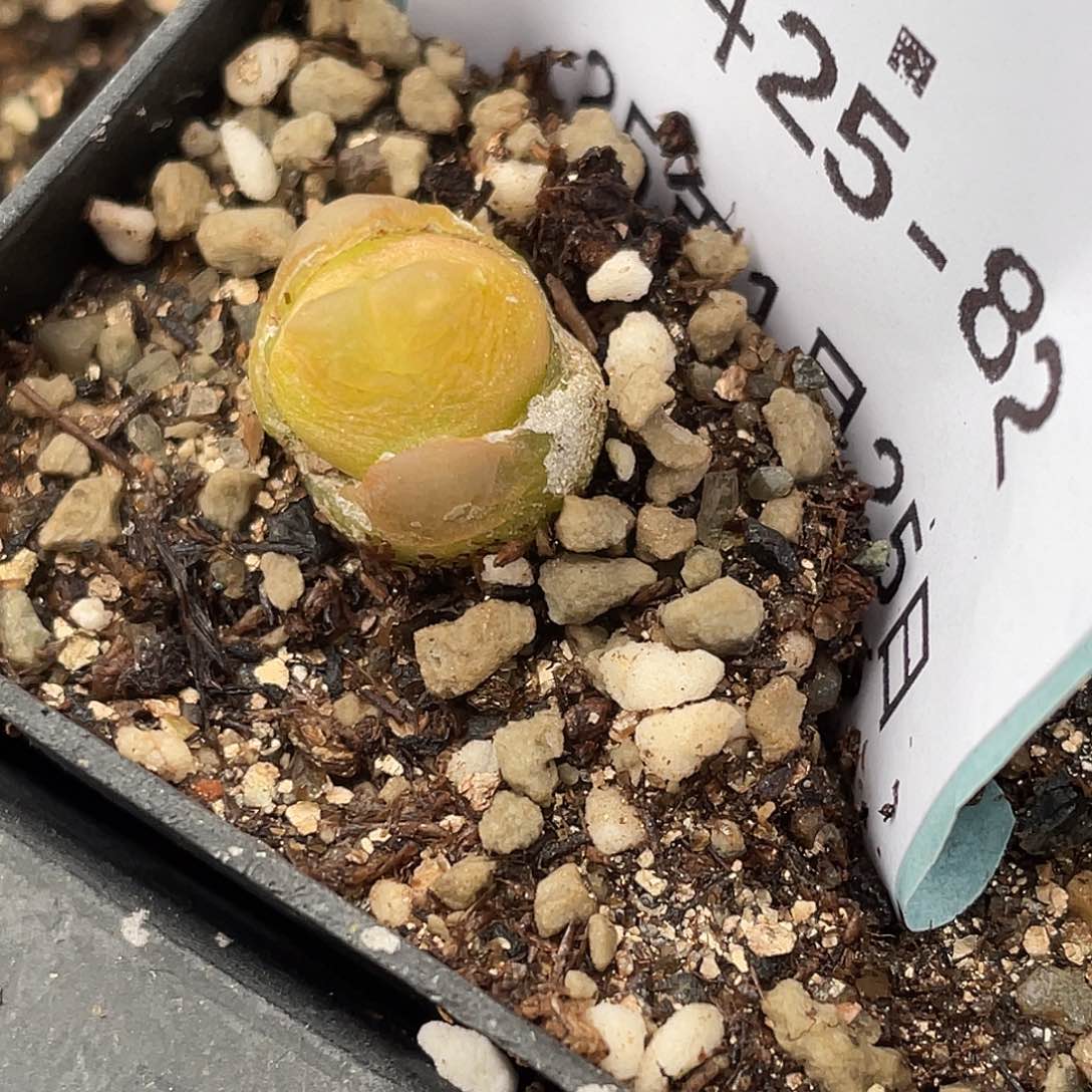 25-82拉登多肉植物