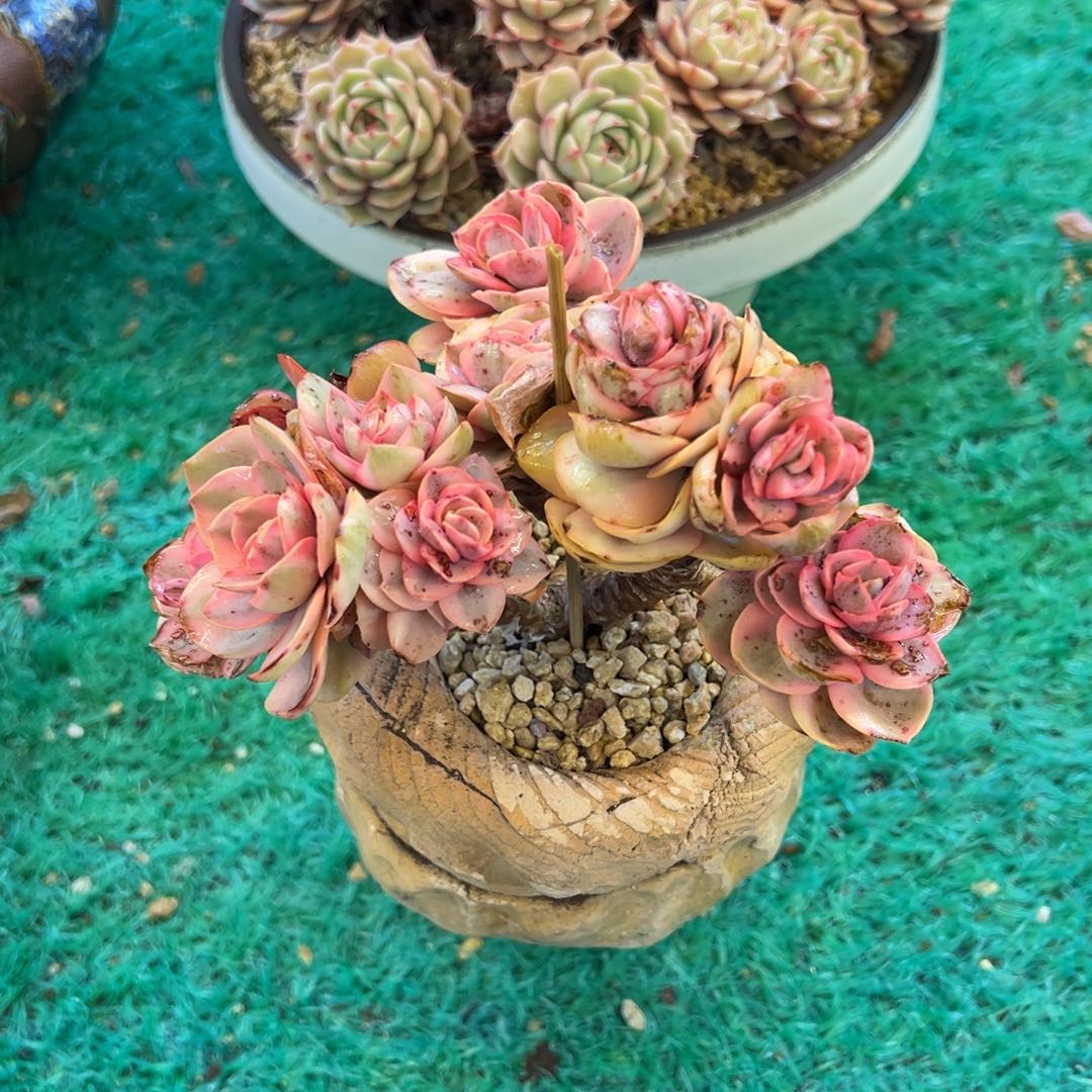 秀妍锦，，，，，，，，，，，，，，，